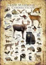 Land Mammals of Connecticut poster