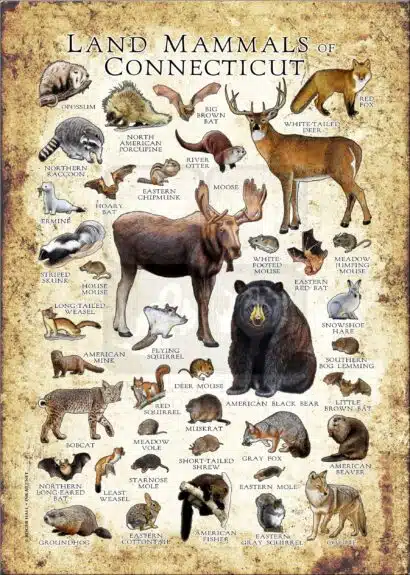 Land Mammals of Connecticut poster