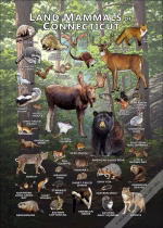 Land Mammals of Connecticut poster