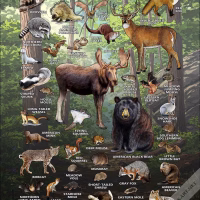 Land Mammals of Connecticut poster