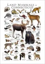 Mammals of Connecticut Poster Print - Image 3