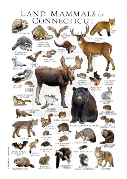 Mammals of Connecticut Poster Print - Image 3