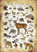 Land Mammals of Delaware poster print
