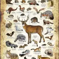 Land Mammals of Delaware poster print