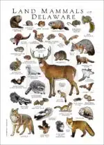 Land Mammals of Delaware poster print