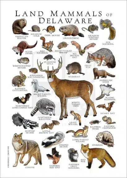 Land Mammals of Delaware poster print