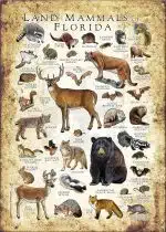 Land Mammals of Florida