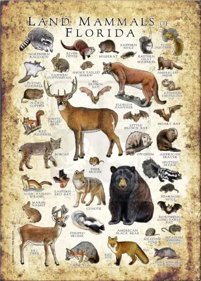 Land Mammals of Florida