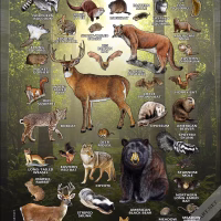 Land Mammals of Florida