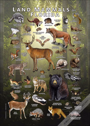 Land Mammals of Florida