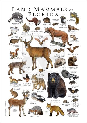 Land Mammals of Florida poster