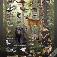 Land Mammals of Georgia poster print