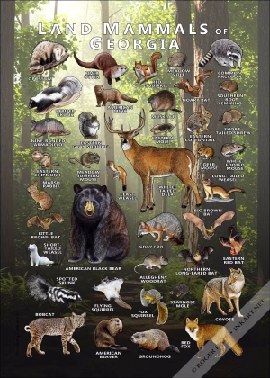Land Mammals of Georgia poster print