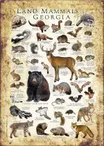 Land Mammals of Georgia poster print