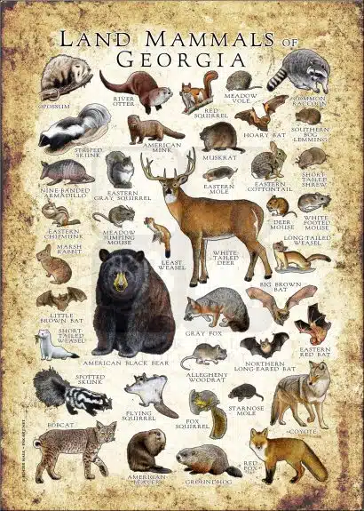 Land Mammals of Georgia poster print