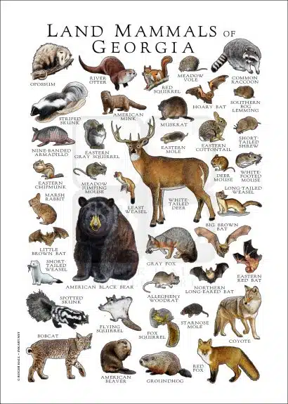 Land Mammals of Georgia poster print white