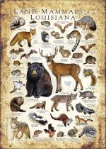 Land Mammals of Louisiana poster print
