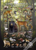 Land Mammals of Louisiana poster print
