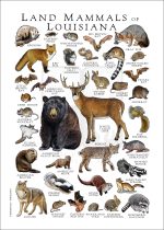 Land Mammals of Louisiana Poster Print - Image 3