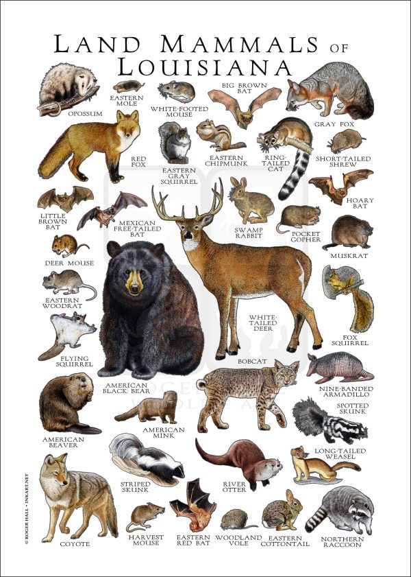 Land Mammals of Louisiana Poster Print - Image 3