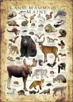 Land Mammals of Maine poster