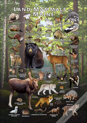 Land Mammals of Maine poster