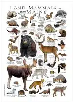 Land Mammals of Maine poster