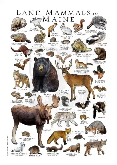 Land Mammals of Maine poster
