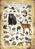 Land Mammals of Maryland poster