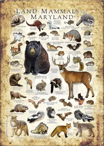 Land Mammals of Maryland poster