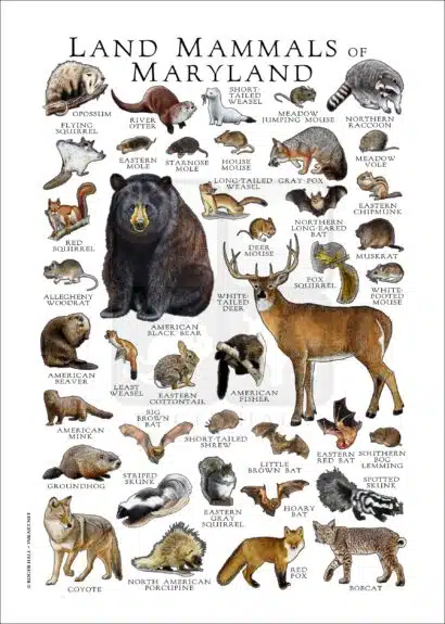 Land Mammals of Maryland poster