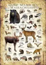 Land Mammals of Massachusetts poster print