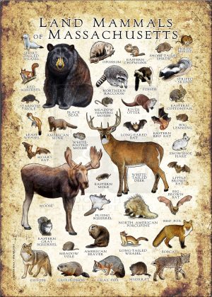 Land Mammals of Massachusetts poster print