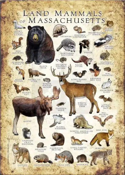 Land Mammals of Massachusetts poster print
