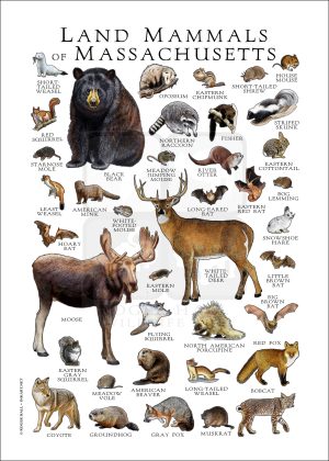 Land Mammals of Massachusetts poster print