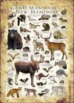 Land mammals of New Hampshire poster print