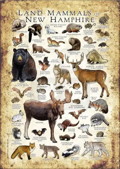 Land mammals of New Hampshire poster print