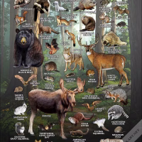 Land mammals of New Hampshire poster print
