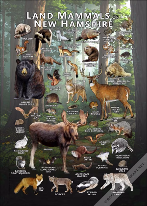 Land mammals of New Hampshire poster print