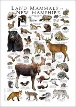 Land mammals of New Hampshire poster print