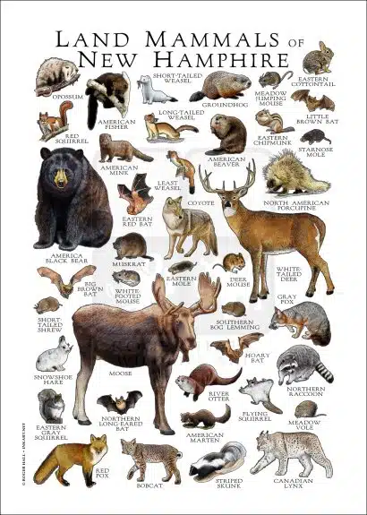 Land mammals of New Hampshire poster print