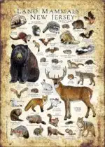 Land Mammals of New Jersey poster print