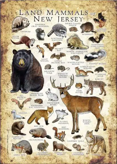 Land Mammals of New Jersey poster print