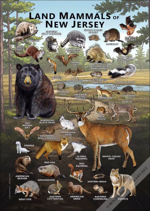 Land Mammals of New Jersey poster print