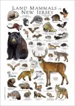 Land Mammals of New Jersey poster print