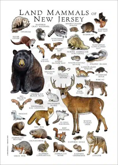 Land Mammals of New Jersey poster print