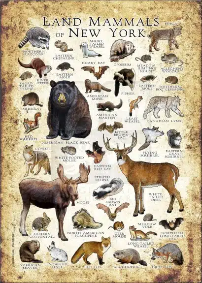 Land Mammals of New York poster print