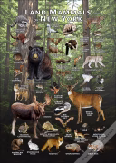 Land Mammals of New York poster print