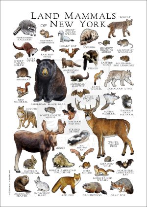 Land Mammals of New York poster print