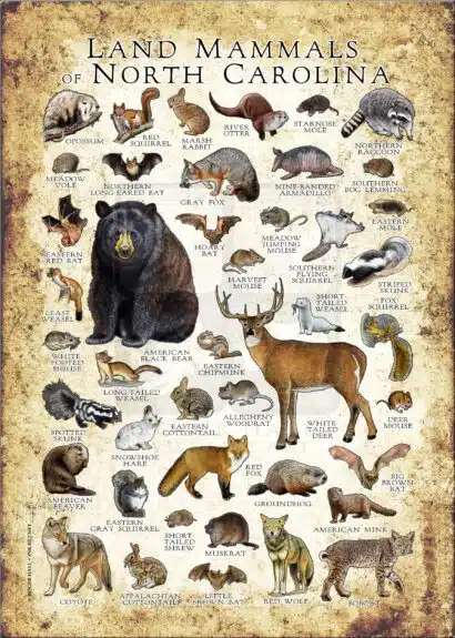 Land Mammals of North Carolina poster print